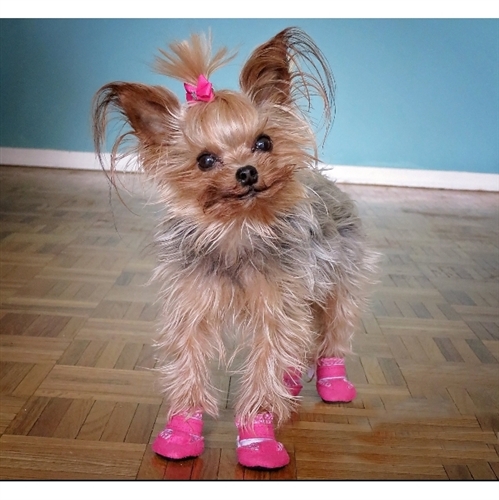 Pink dog boots shops