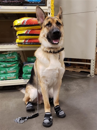 Indoor shops dog boots for traction