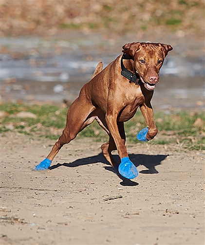 Balloon socks for dogs best sale