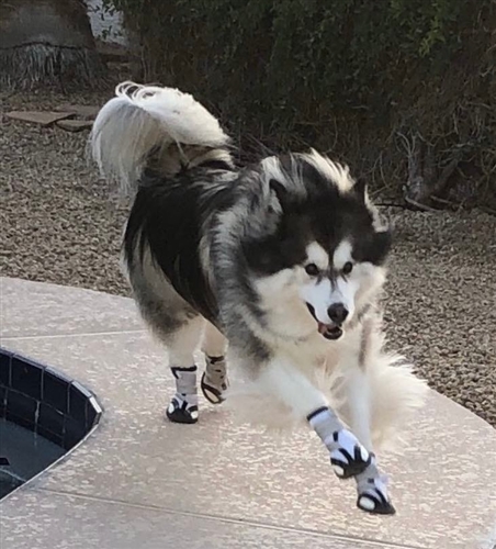 Small Dog Boots For Tiny Breeds Alldogboots